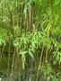 vignette Phyllostachys nigra