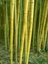 vignette Phyllostachys viridis 'Sulfurea'