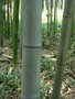 vignette Phyllostachys bambusoides 'Castillonis-inversa'
