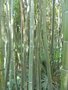 vignette Phyllostachys viridis