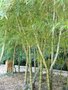 vignette Phyllostachys pubescens Mazel f. heterocycla