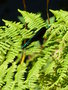 vignette Calopteryx virgo - Caloptérix vierge mâle