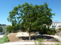 vignette Quercus - Chêne de l'ancien Jardin Public de Kérinou