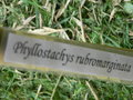 vignette Phyllostachys rubromarginata