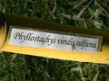 vignette Phyllostachys viridis 'Sulfurea'