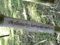vignette Phyllostachys bambusoides marliacea