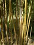 vignette Phyllostachys aureosulcata ' Aureocaulis '