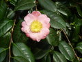 vignette Camellia 'Gosho-zakura' japonica de Higo