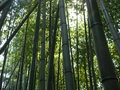 vignette Phyllostachys bambusoides