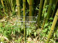 vignette Phyllostachys viridiglauscecens