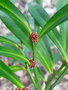 vignette Phyllanthus conjugatus var. ducosensis
