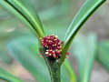 vignette Phyllanthus conjugatus var. ducosensis