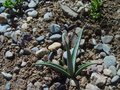 vignette Agave utahensis nevadensis