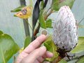 vignette Protea cynaroides -bouton seche!