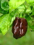 vignette Habanero chocolat (C. chinense)