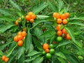 vignette Orange (C. annuum)