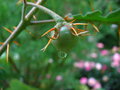 vignette Solanum pyracanthum (fruit)