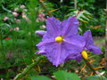 vignette Solanum pyracanthum (fleur)