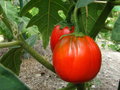 vignette Solanum gilo