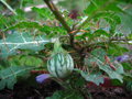 vignette Solanum pruinophyllum