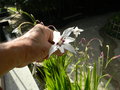 vignette Gladiolus callianthus syn: