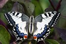 vignette Papilio machaon