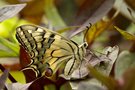 vignette Papilio machaon
