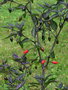 vignette Bellingraph Garden purple (C. annuum)
