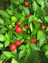 vignette Hot cherry (C. annuum)