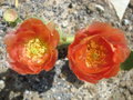 vignette Opuntia engelmannii fleurs (orange a rouge)