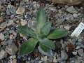 vignette agave parryi chihuahua