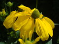 vignette Rudbekia herbestone