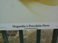 vignette Magnolia x 'Porcelain Dove'
