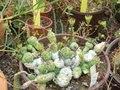 vignette Euphorbia globosa