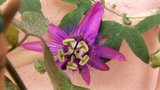 vignette passiflora violaca x amthyst