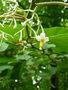 vignette Alangium platanifolium