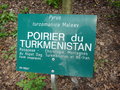 vignette Pyrus turcomanica - Poirier du Turkmenistan