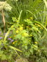 vignette Melampodium	paludosum