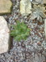 vignette Aloe	polyphylla