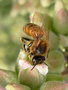 vignette Abeille (Apis mellifera ligustica) sur Kalanchoe beharensis