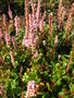vignette Persicaria vaccinifolium = Polygonum vaccinifolium