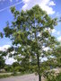 vignette Quercus nigra  entrée parc de Penfeld