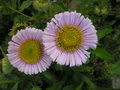 vignette Erigeron glaucus