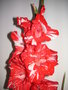 vignette Gladiolus 'Zizanie' - Glaeul 'Zizanie'