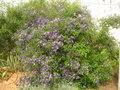 vignette Solanum rantonnetii = Lycianthes rantonnetii
