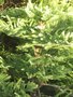 vignette Araucaria heterophylla=Araucaria excelsa