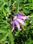 vignette Passiflora Amethyst - Passiflore Amthyste sur l'cole de Kerinou