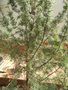 vignette 5 Juniperus oxycedrus