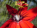 vignette Passiflora coccinea
