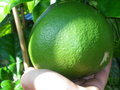 vignette citrus grandis varite cayenne fruit en formation 1